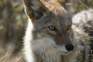 up close picture of a coyote